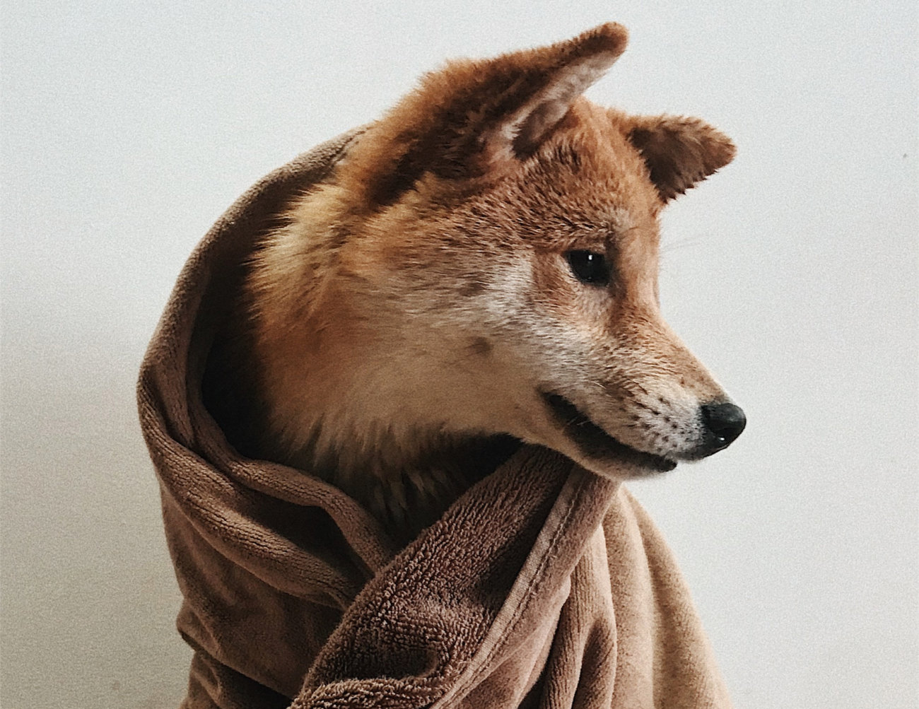 柴犬,thedays,ケア用品