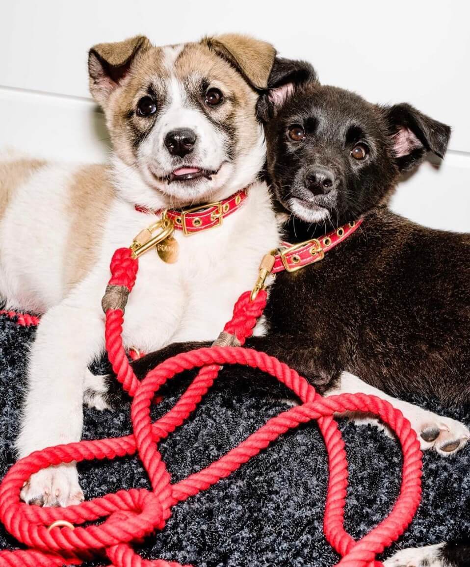 柴犬ライフ,FOUND MY ANIMAL