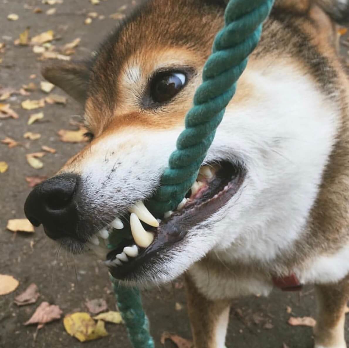 柴犬ライフ,FOUND MY ANIMAL