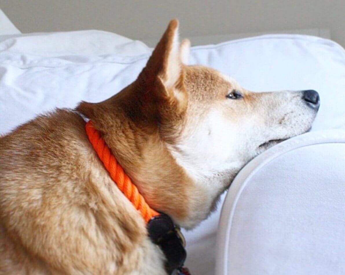 柴犬ライフ,FOUND MY ANIMAL