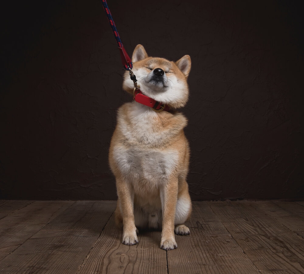 拒否柴、ニューヨーク屋敷