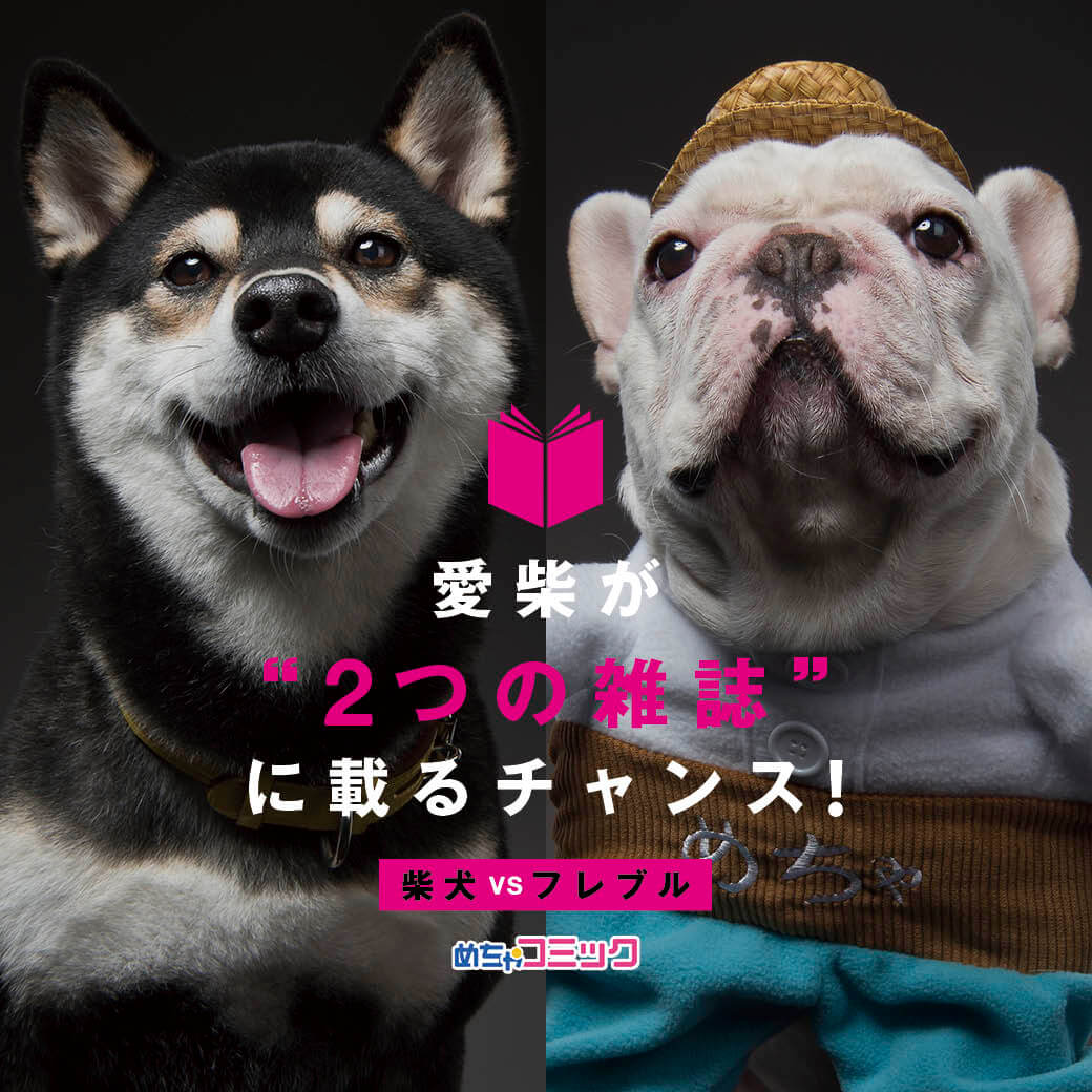 柴犬,めちゃコミック
