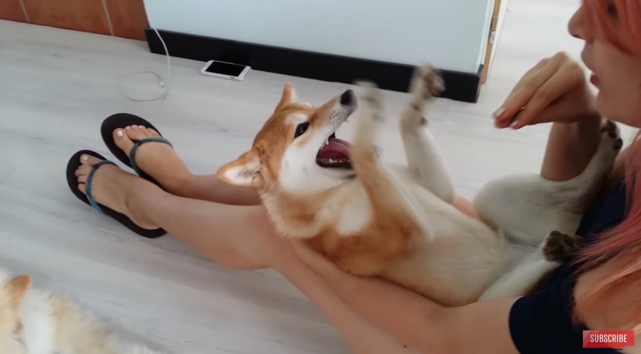 柴犬,YouTube