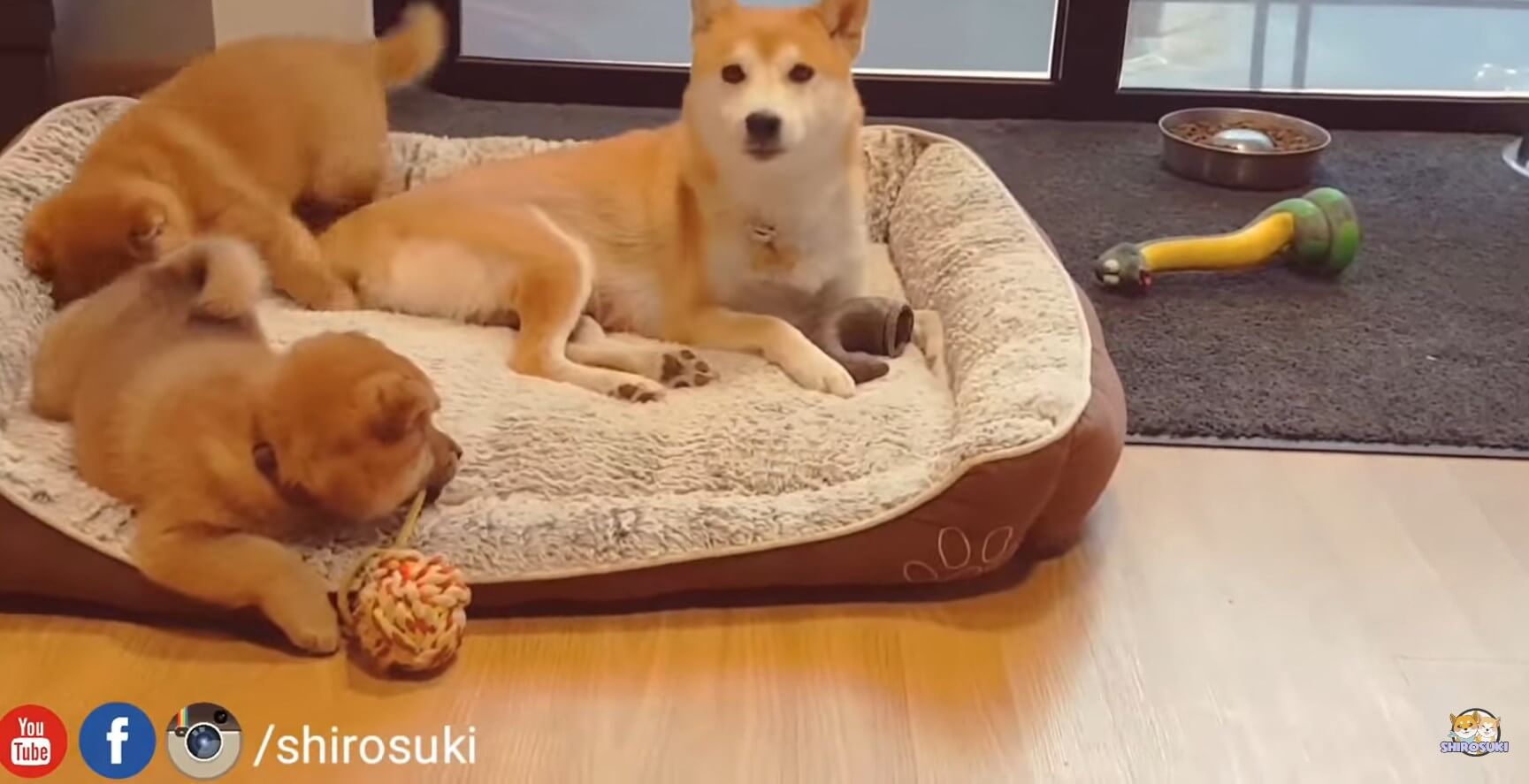 柴犬,YouTube