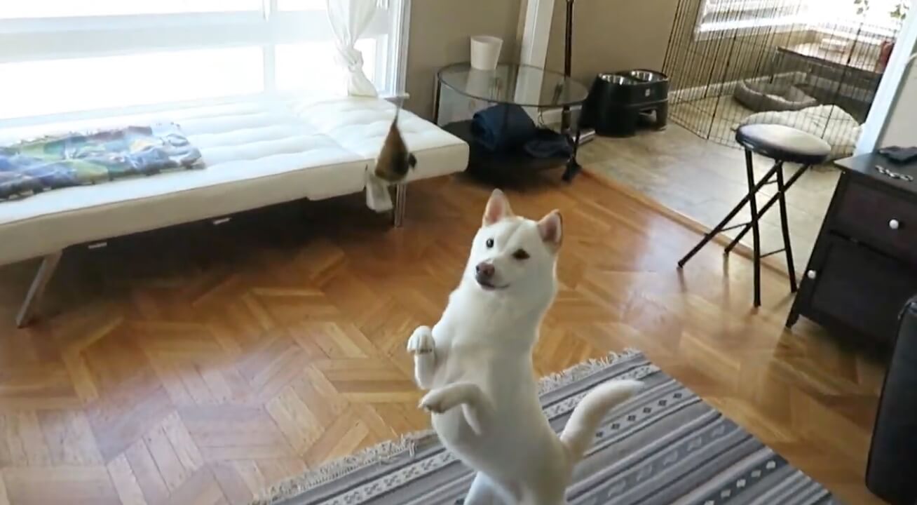 柴犬,YouTube