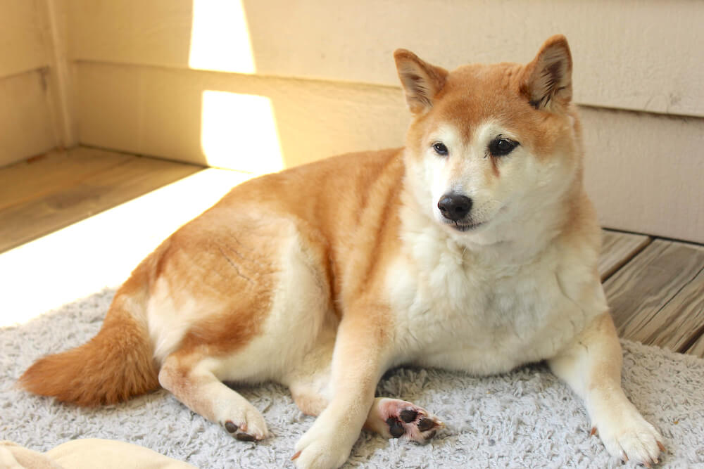 柴犬,認知症,サプリメント