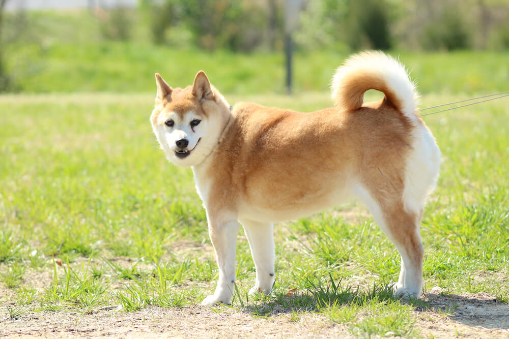 柴犬,認知症,サプリメント