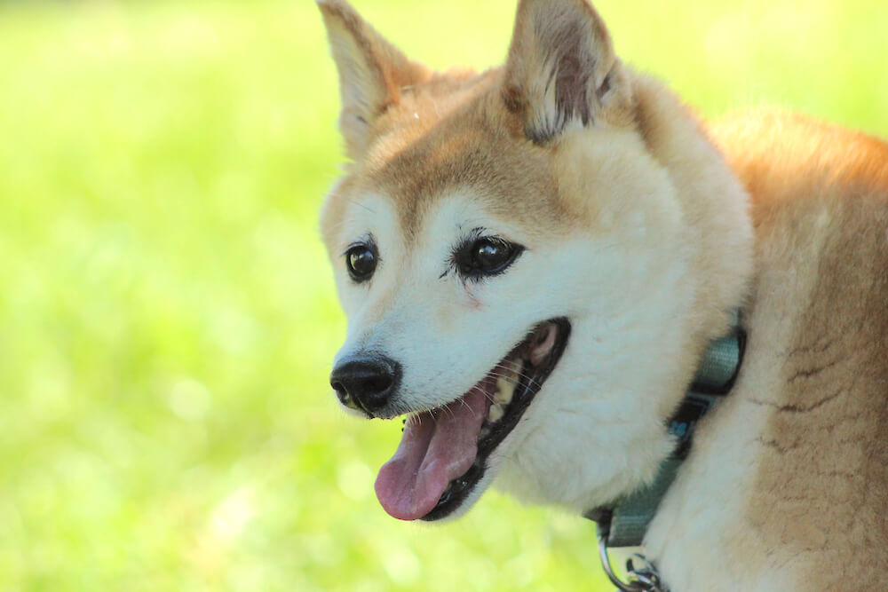 柴犬,認知症,サプリメント