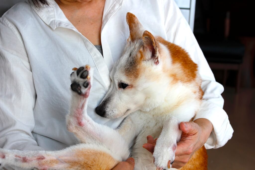 柴犬,柴を介護する