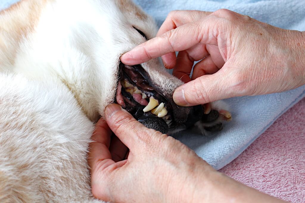 柴犬,柴を介護する