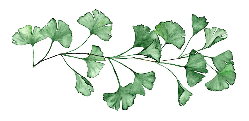 柴犬,認知症,サプリメント