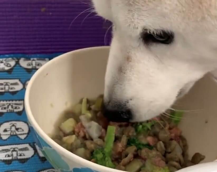 柴犬,ドッグフード