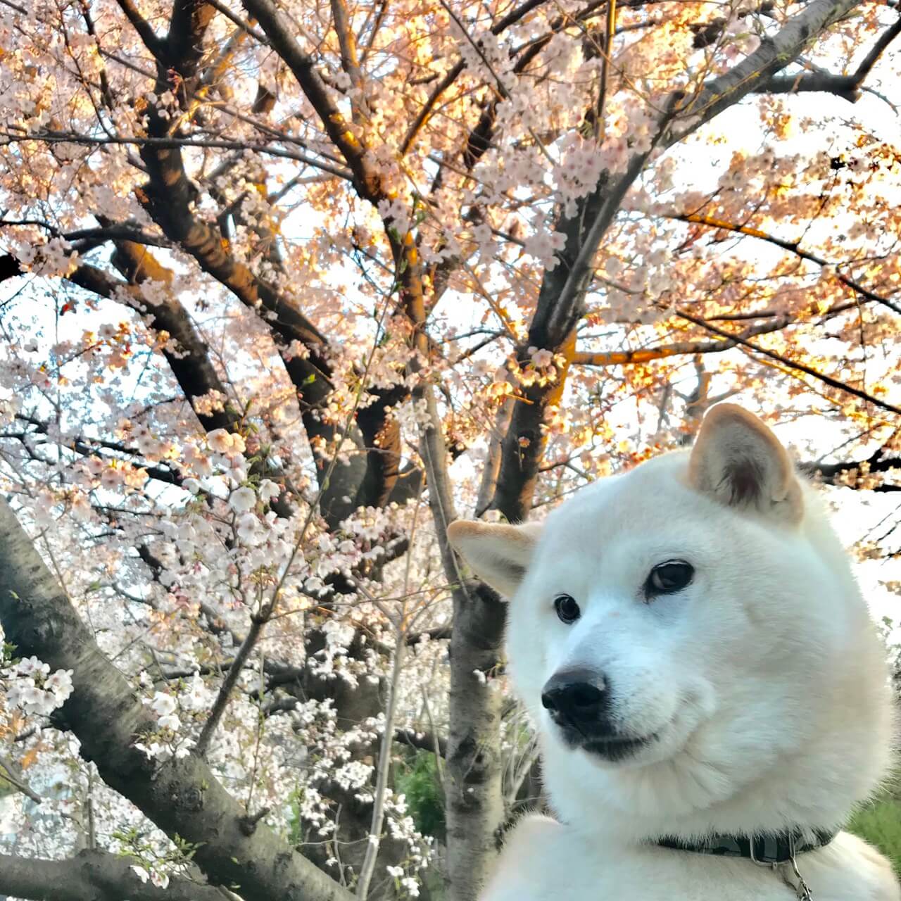 柴犬