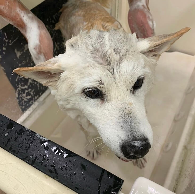 お風呂に入る柴犬