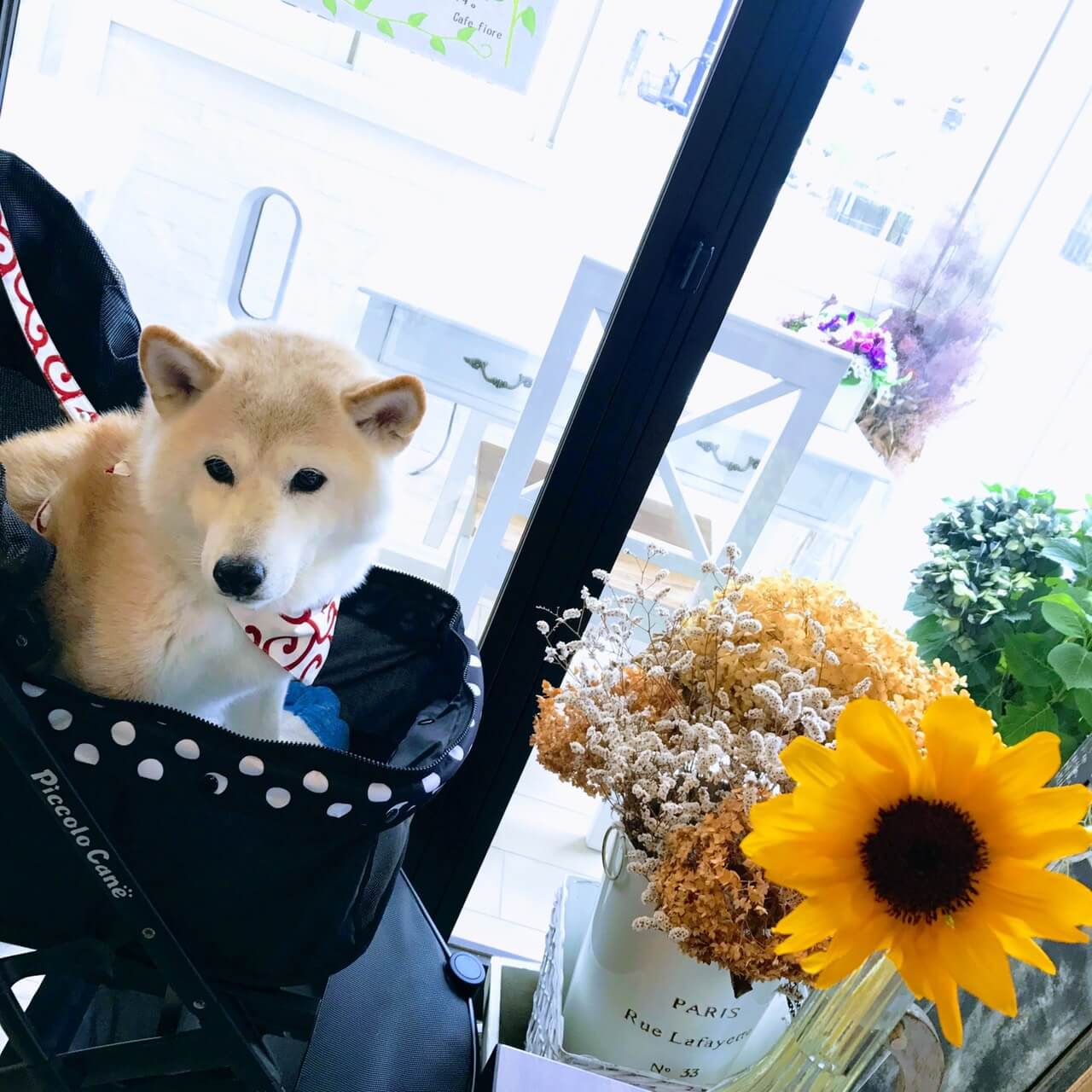 カートに乗る柴犬