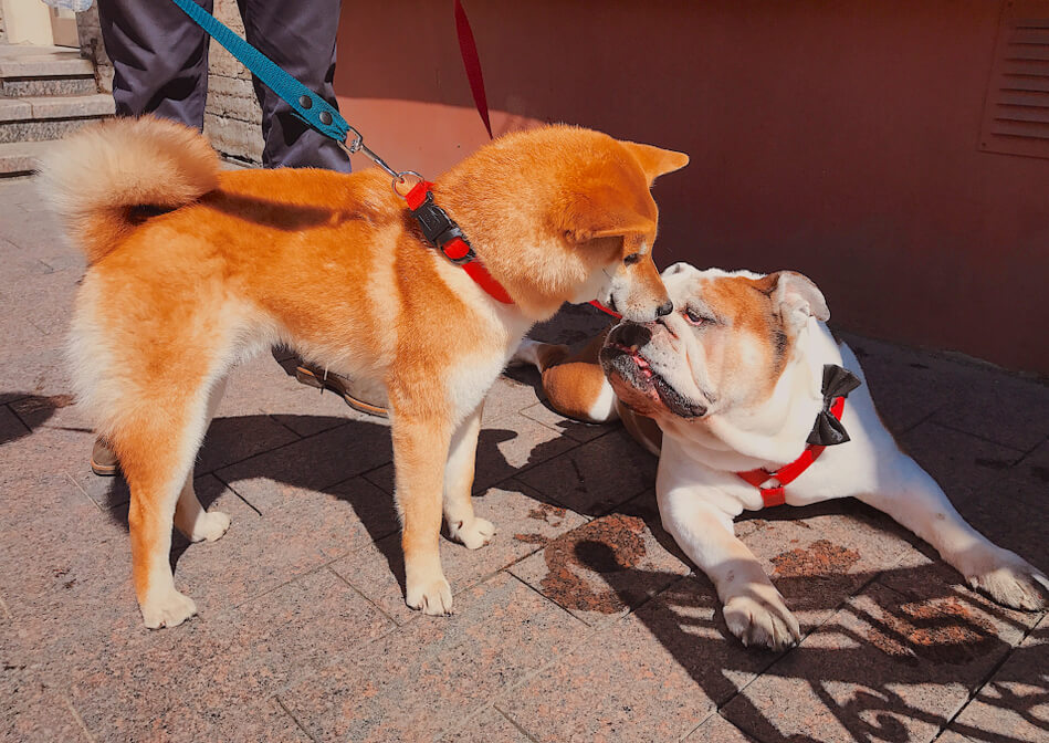 柴犬,往診,ジュイクル