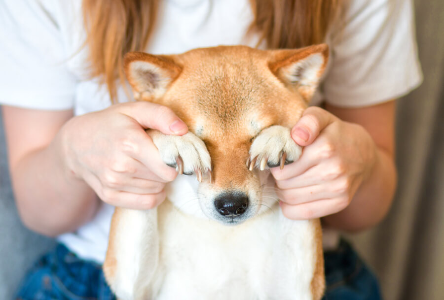 柴犬,往診,ジュイクル