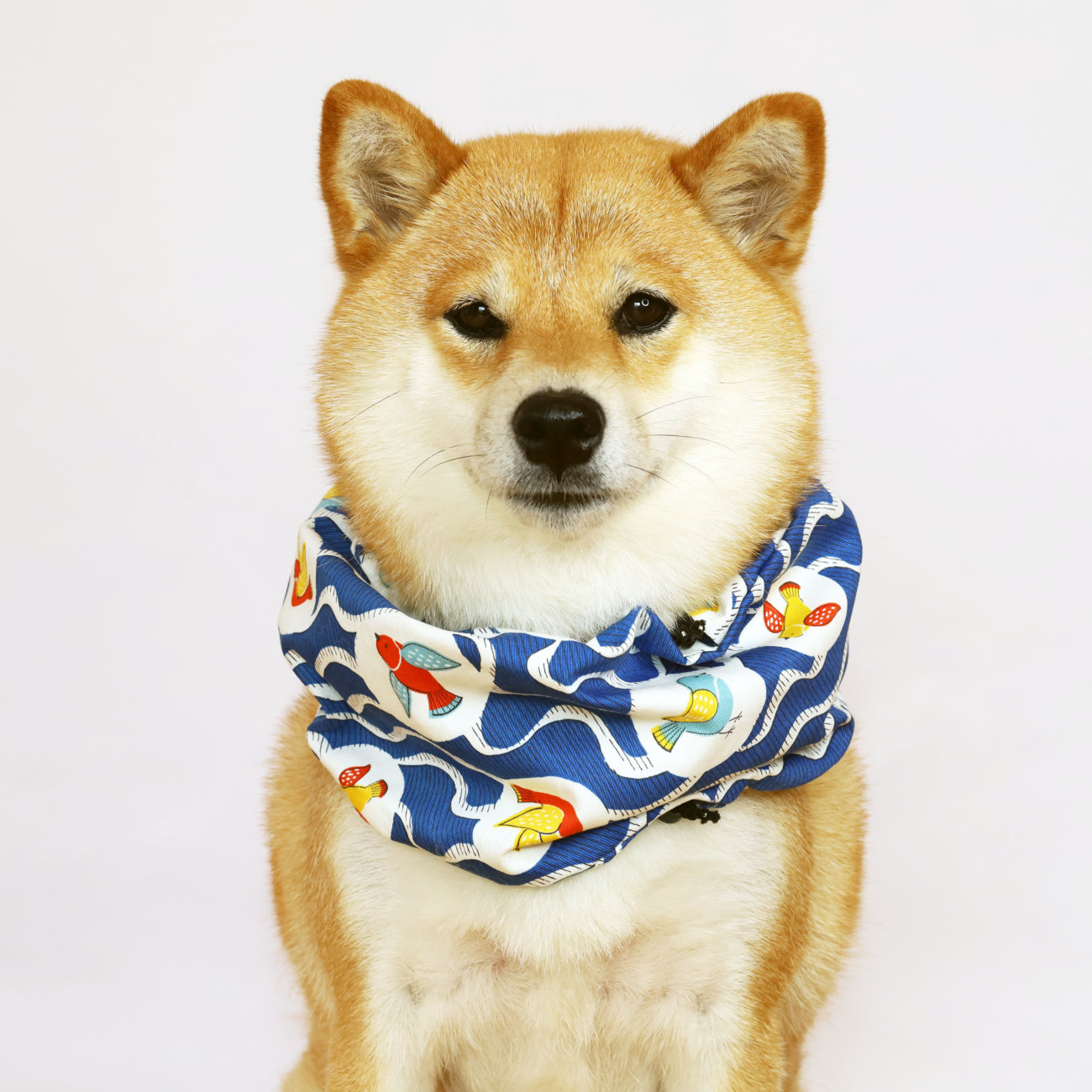 柴犬,クールスヌード