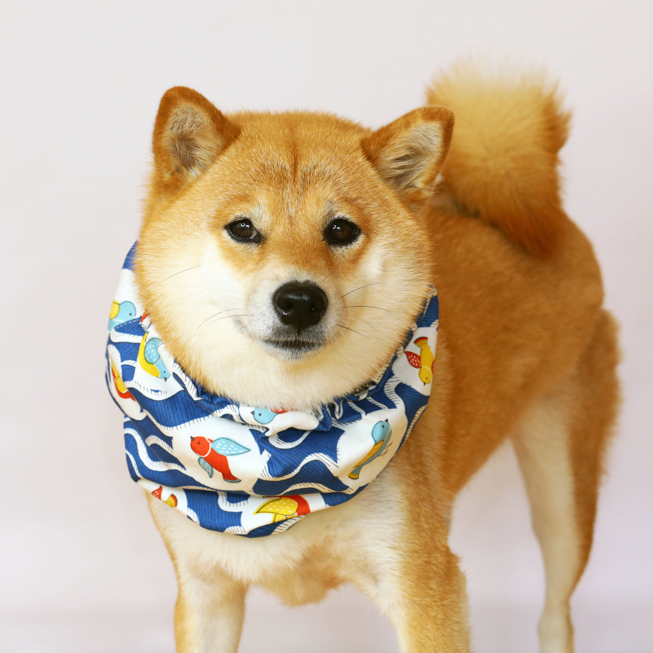 柴犬,クールスヌード