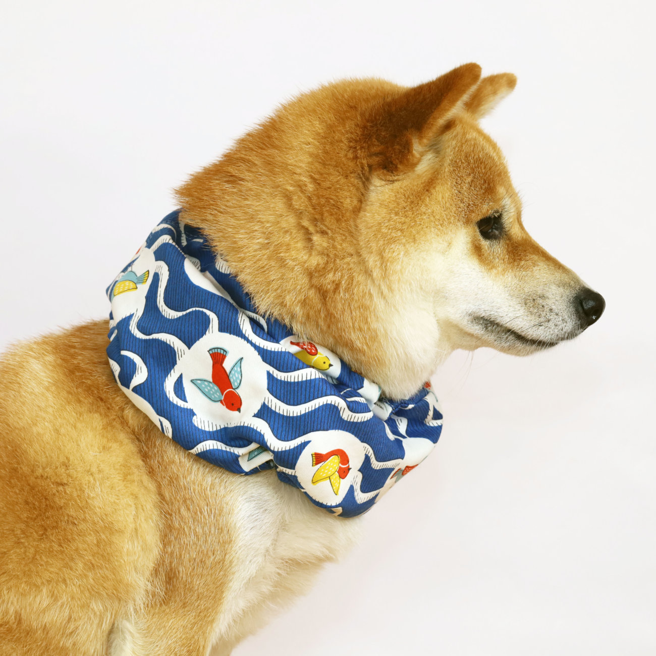 柴犬,クールスヌード