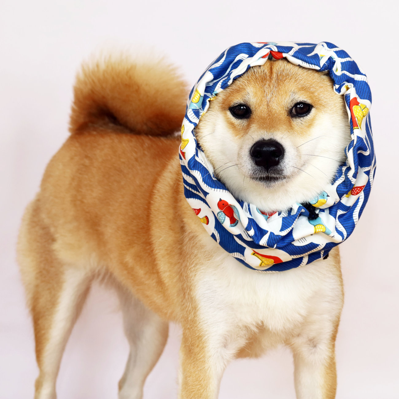 柴犬,クールスヌード