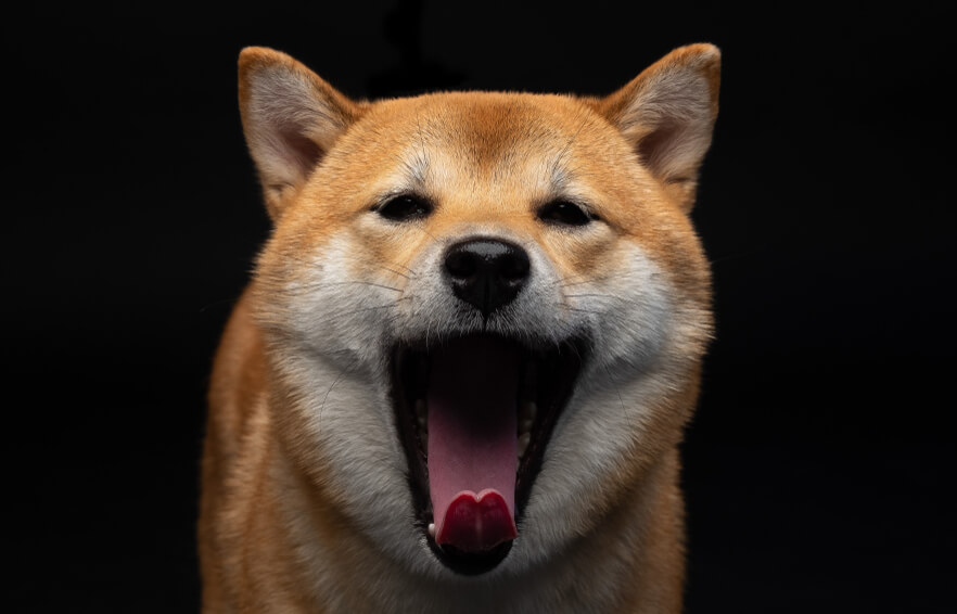 柴犬,パナソニック,掃除機,からまないブラシ