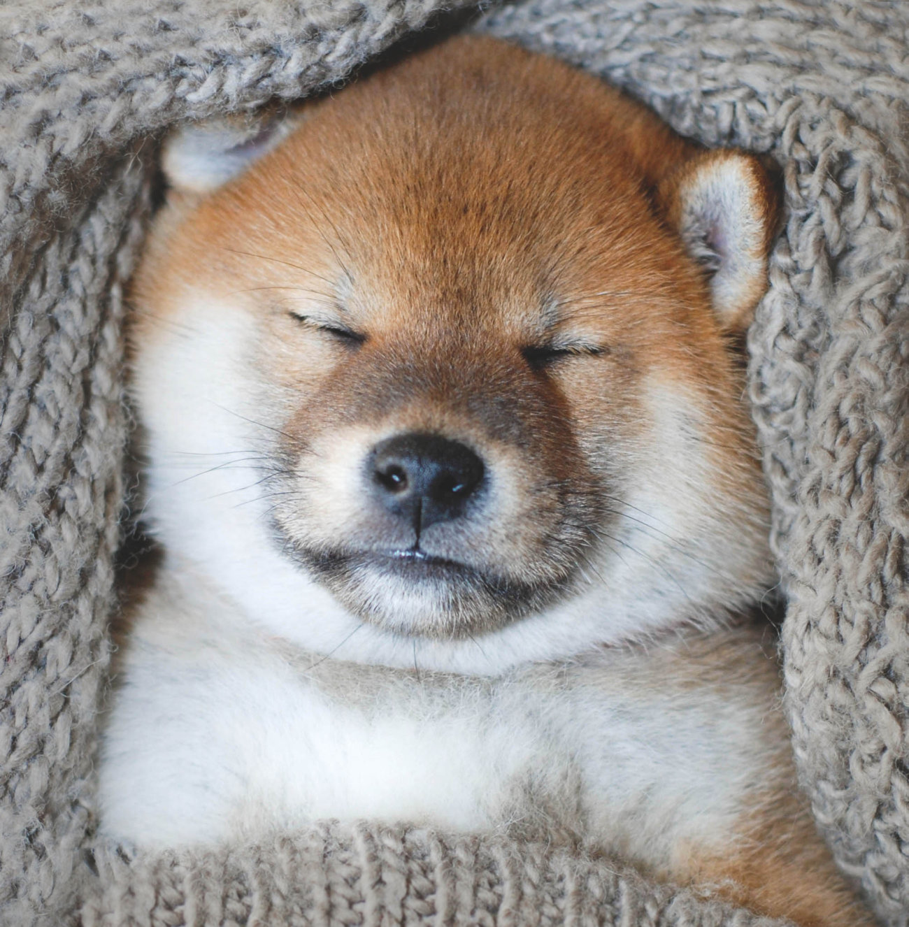 柴犬,パナソニック,掃除機,からまないブラシ