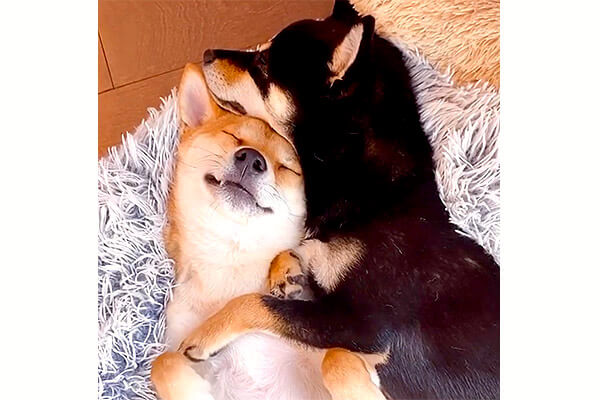 寝るのも遊ぶのも（イタズラも）一緒に。いつも仲良しすぎる柴犬2頭の