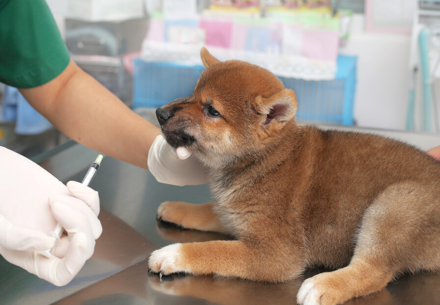 柴犬,往診,ジュイクル