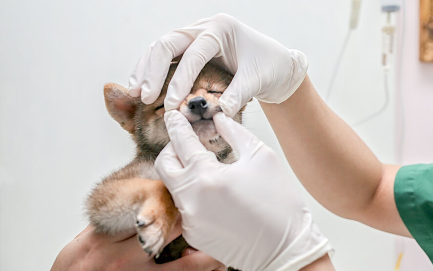 柴犬,往診,ジュイクル