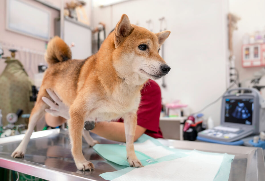 柴犬,往診,ジュイクル