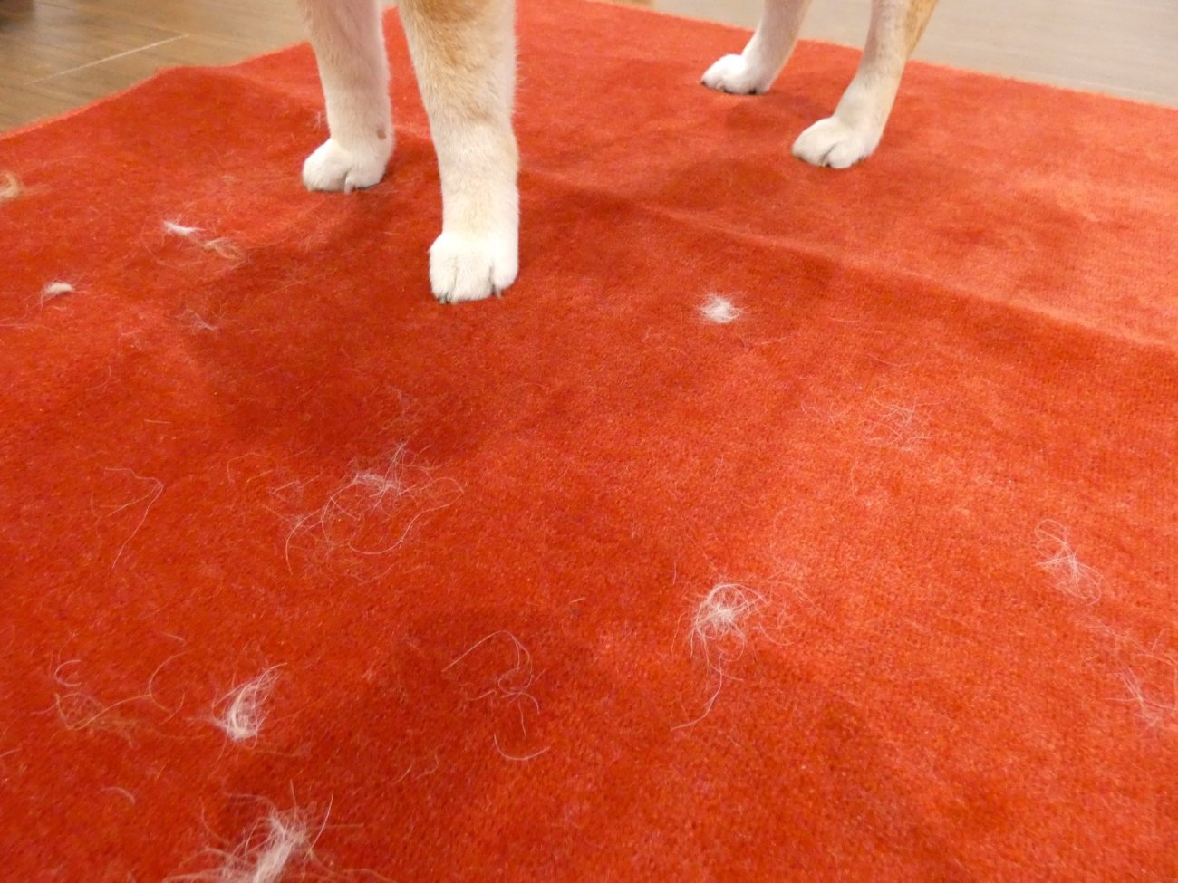 柴犬,パナソニック,掃除機,からまないブラシ