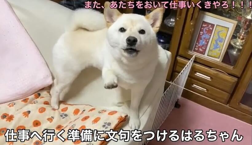 柴犬,YouTube