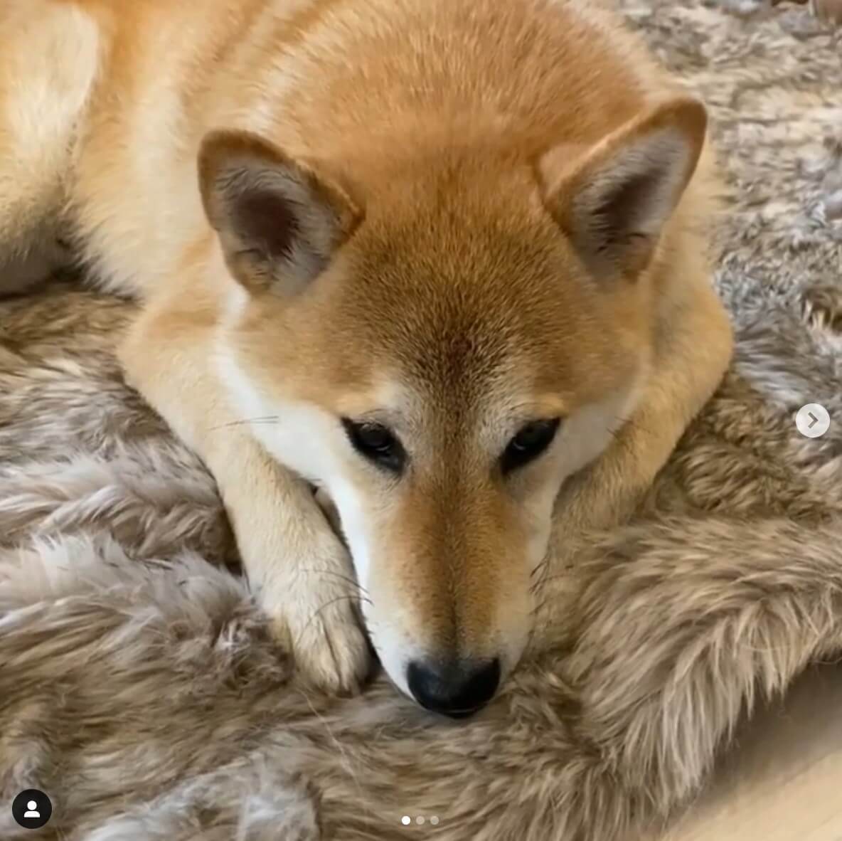柴犬,Instagram