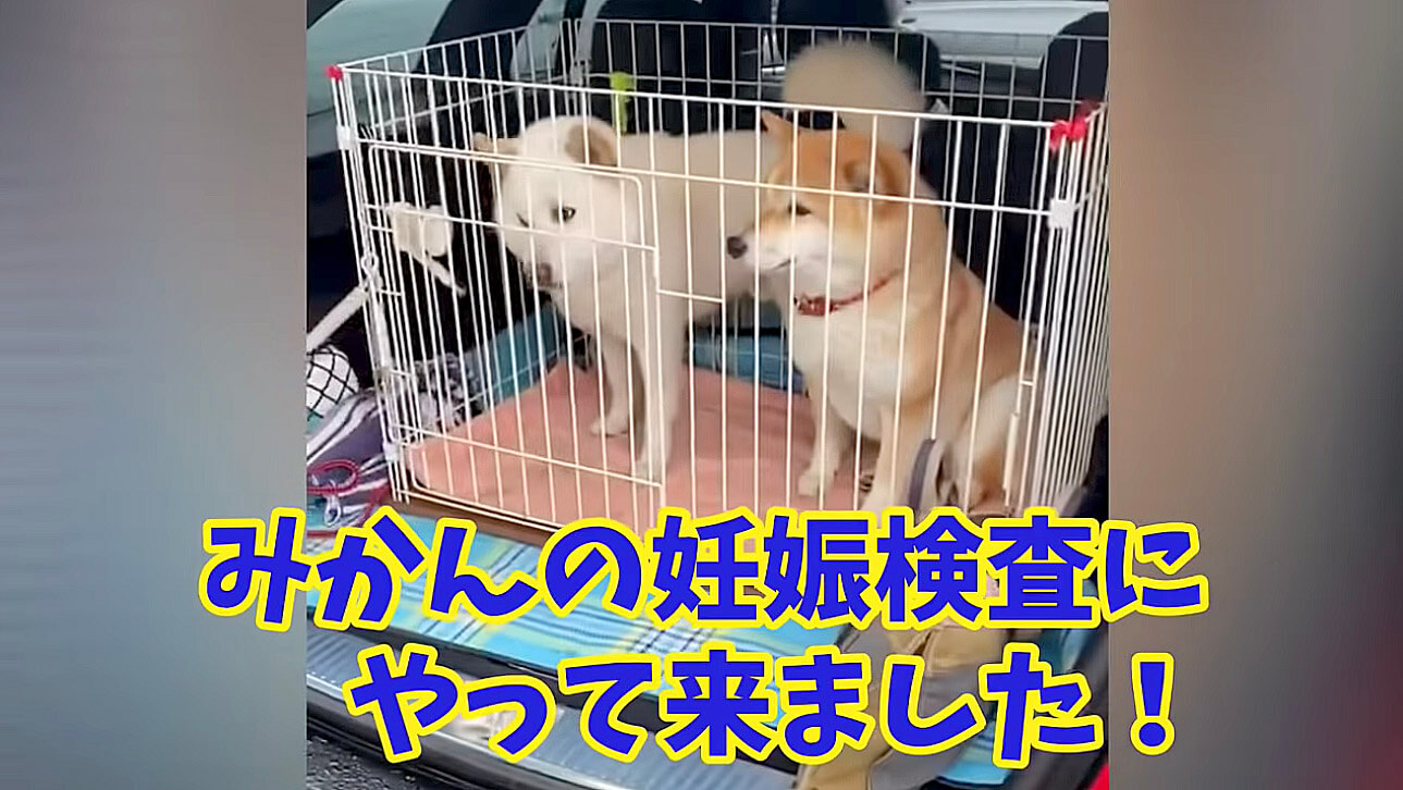 柴犬,YouTube