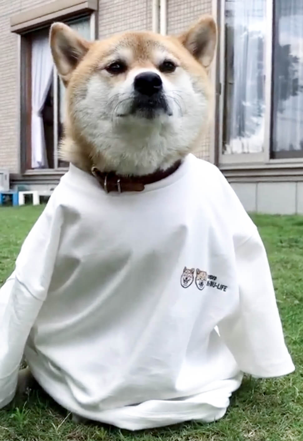 柴犬,Tシャツ,カスタムオーダー