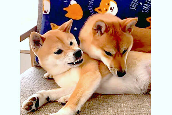 ｶﾞﾙﾙ…）どっかり乗られてオコな柴犬とそれに気づいていない柴犬