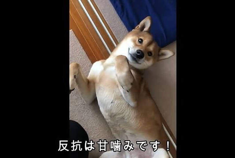 柴犬,YouTube
