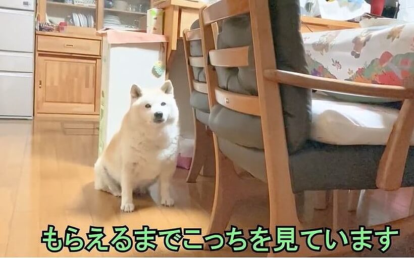 柴犬,YouTube