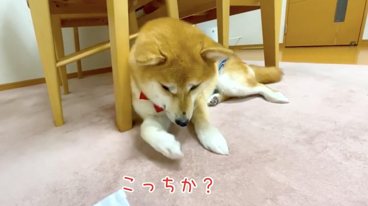 柴犬,YouTube