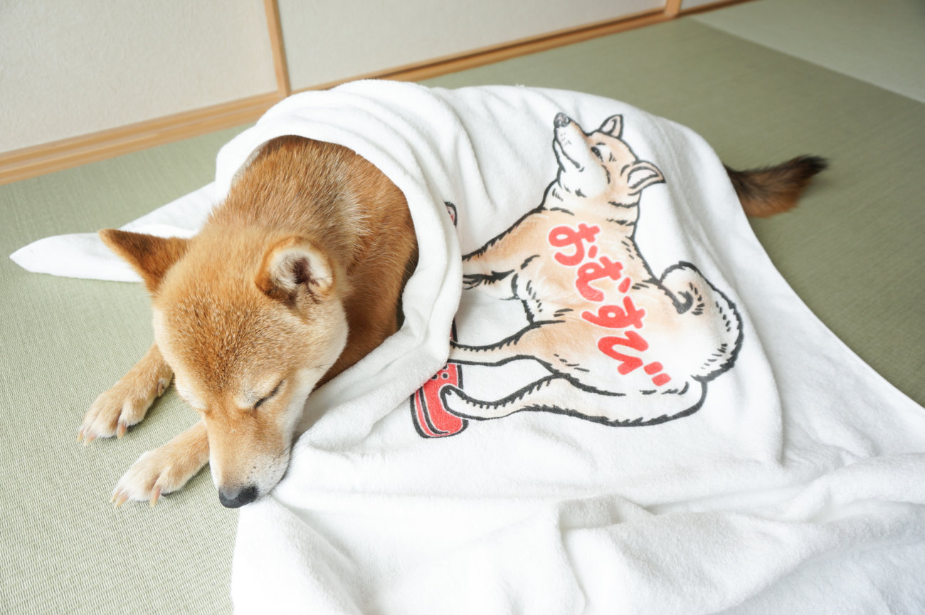 柴犬,タオルブランケット