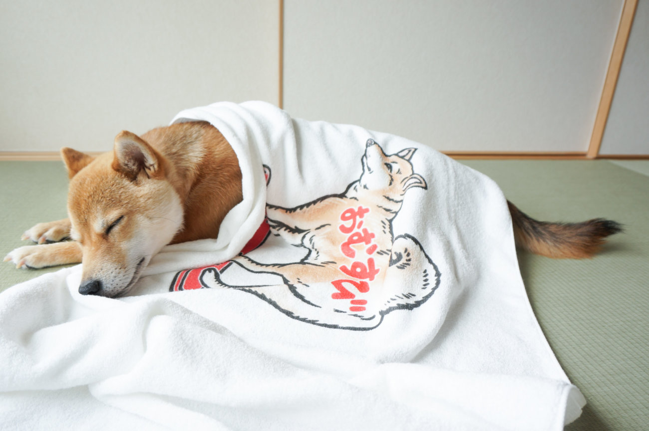 柴犬,タオルブランケット