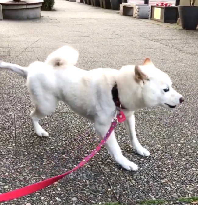 柴犬,Instagram