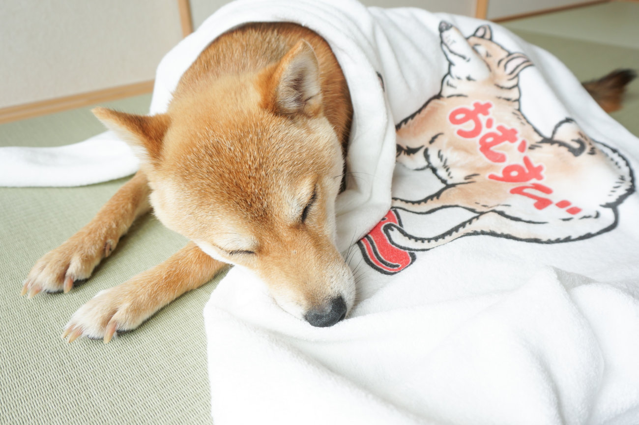 柴犬,タオルブランケット