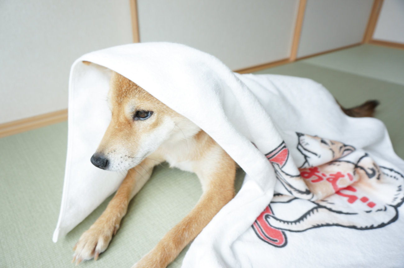 柴犬,タオルブランケット