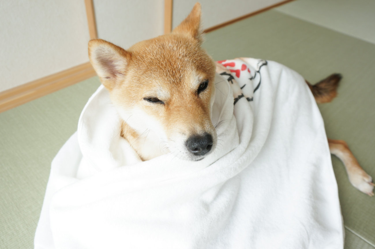 柴犬,タオルブランケット