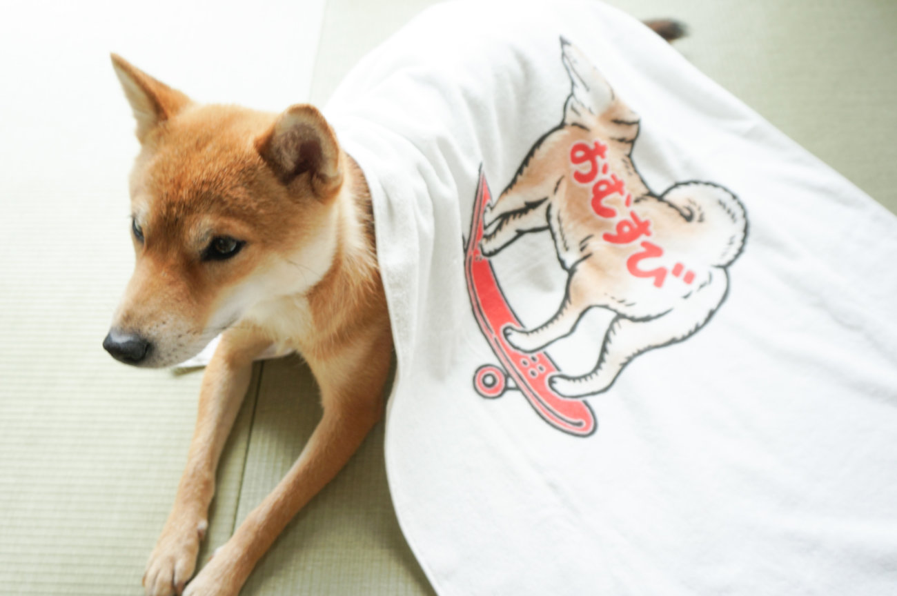 柴犬,タオルブランケット