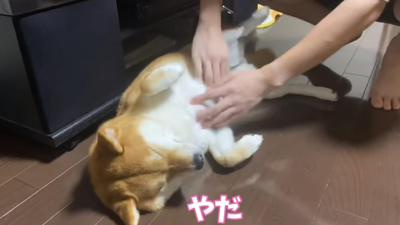 柴犬,YouTube