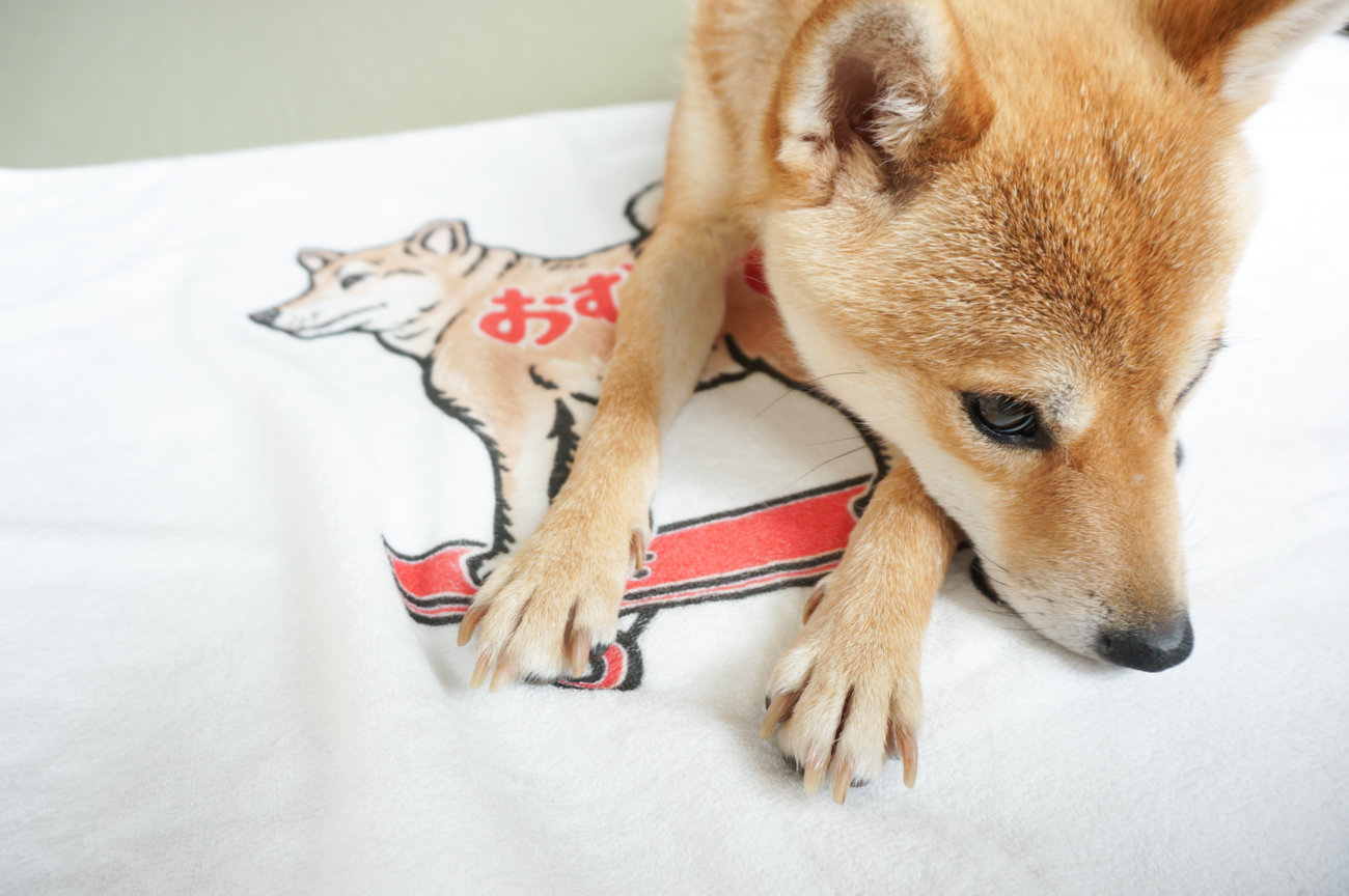 柴犬,タオルブランケット