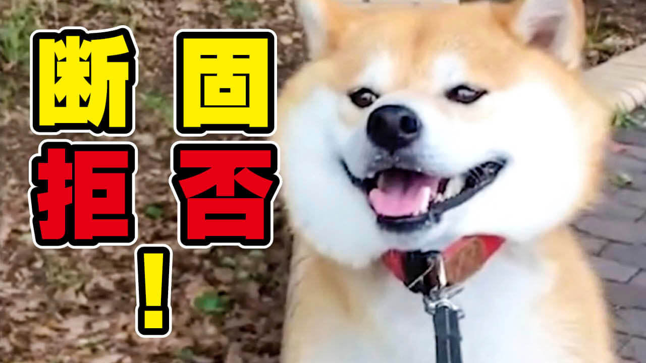 イッヌドットライフ